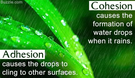 Adhesion And Cohesion | www.pixshark.com   Images ...
