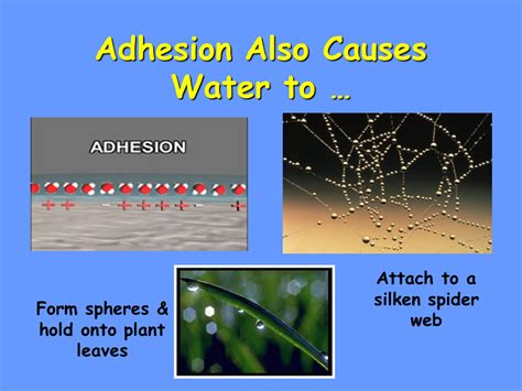 Adhesion   SliderBase