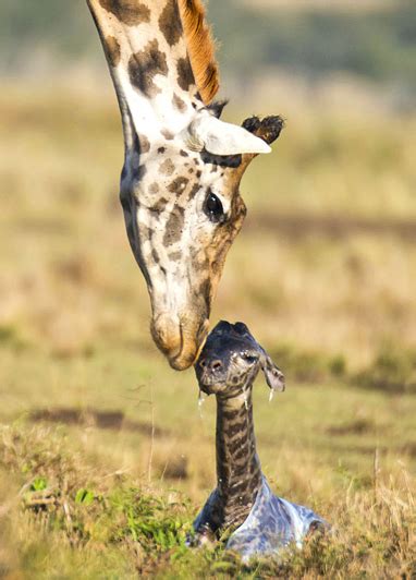 AdictaMente: El nacimiento y los primeros pasos de una jirafa.
