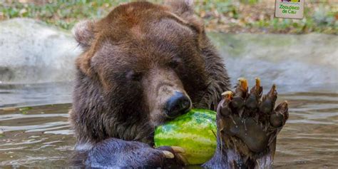 ¡Adiós, ‘Stap ! Muere en el Zoológico de Cali el oso más ...