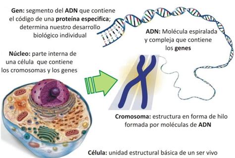 ADN CROMOSOMAS Y CARIOGRAMA :: biologia4to