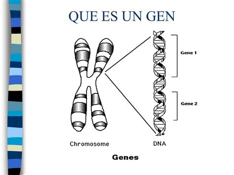 ADN RECOMBINANTE.   ppt video online descargar