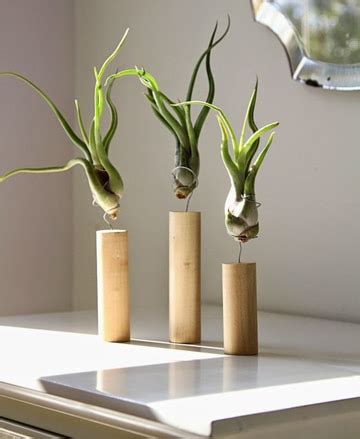 Adorna tu casa con plantas decorativas para interiores ...