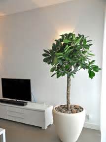 Adorna tu casa con plantas decorativas para interiores ...