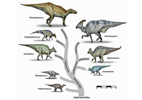 Afbeelding   prent dinosaurussen evolutie   Afb 8460