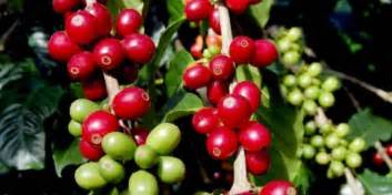 Afectado, 70% del cultivo del café Comala – Info Rural