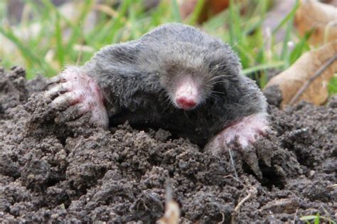 Affordable Mole Removal Services St. Louis | Mole Trapping ...