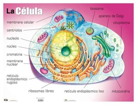 Afiche con las partes de la célula | Ciencias / Science ...