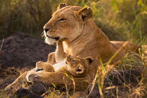 Africa | Lion Mother and Cub. Masai Mara National Reserve ...