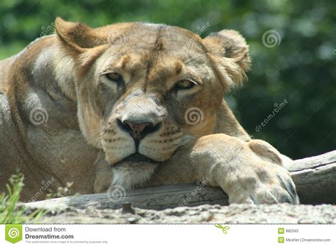 African Animals Stock Photos   Image: 882563