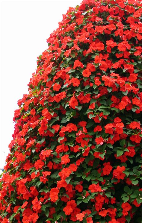 Agrega   Previsualizador   Arbusto de flores rojas