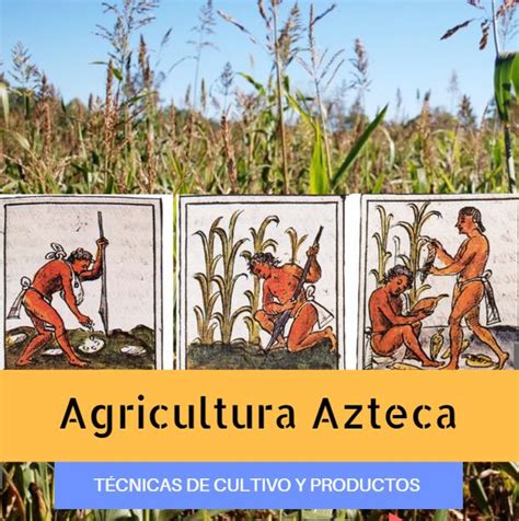 Agricultura Azteca: ¿Qué Cultivaban los Aztecas? + Técnicas