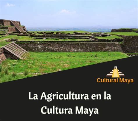 Agricultura en la Cultura Maya: Técnicas de Cultivo y Resumen
