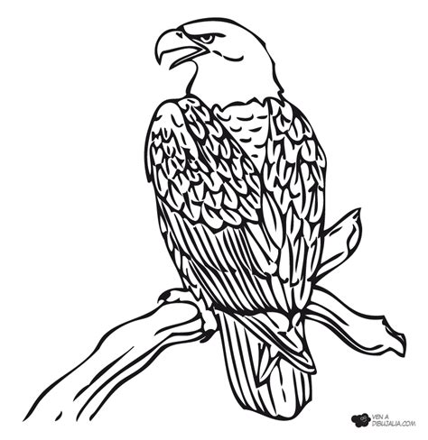 Aguila Cabeza Blanca Dibujos Para Color On Paginas Para ...