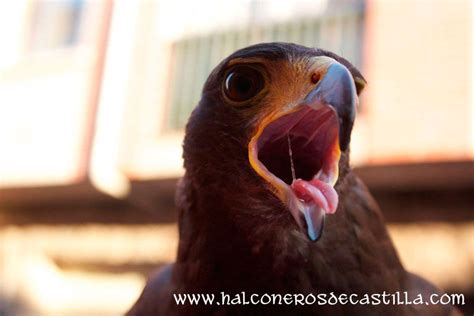 Aguila Harris Curso cetreria | aves rapaces | Pinterest ...