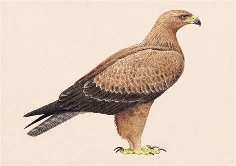 Águila rapaz | SEO/BirdLife