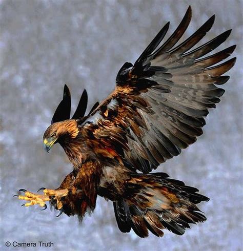 Águila real | Animales | Aves, Aves rapaces y Aves exóticas
