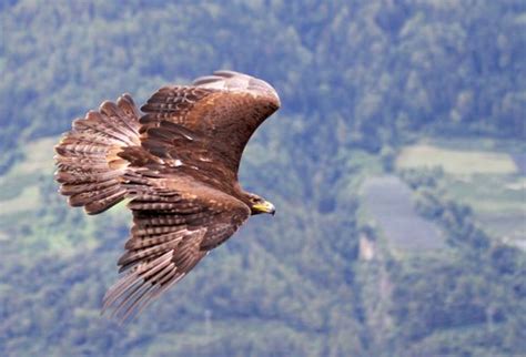 Águila real: características, comportamiento y hábitat ...