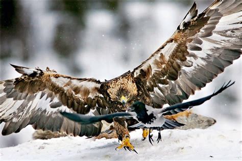 Aguila real cazando :: Imágenes y fotos
