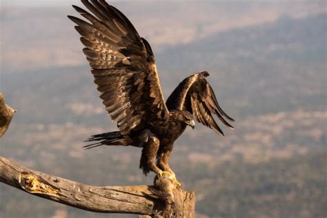 Aguila Real: fotografía de Fauna Salvaje en Acción, El ...