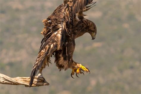 Aguila Real   Picture of Fauna Salvaje en Accion, Barraco ...