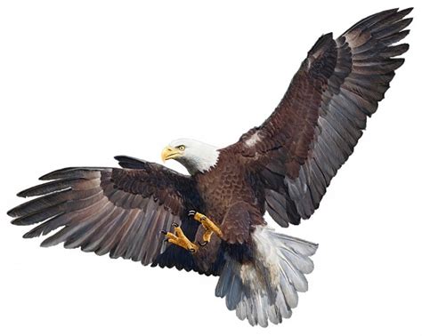 Aguila Volando | Fotos y Vectores gratis