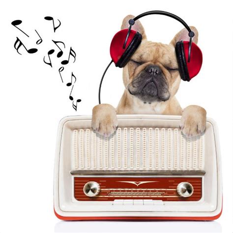 Ahora tu mascota puede escuchar radio por internet y ...