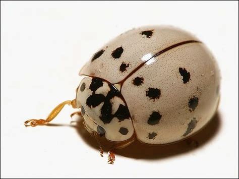 albino ladybug...It s not albino, it s just a different ...