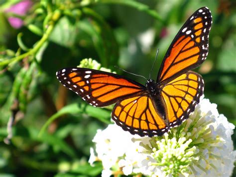 Alerta por la disminución de la mariposa monarca, Noticias ...