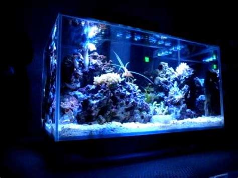 Alex s Aqua Land Fluval Edge Reef Tank 40 days   YouTube