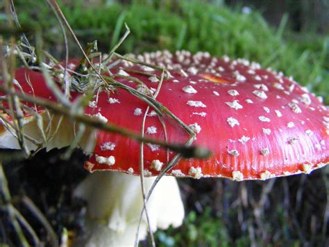 Algae and Fungi | Facts For Kids, Wild Life & Nature « Kinooze