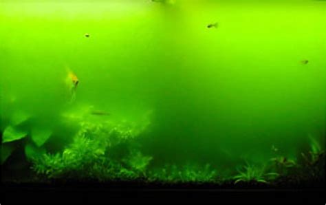 Algae Filter For Fish Tank, Algae, Free Engine Image For ...