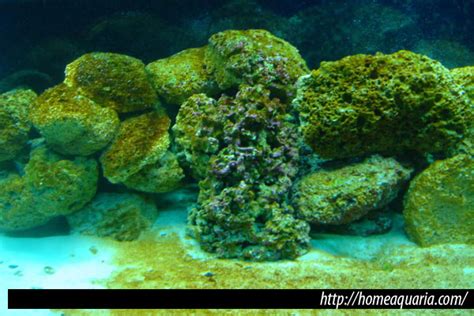 Algas en el acuario marino y de arrecife