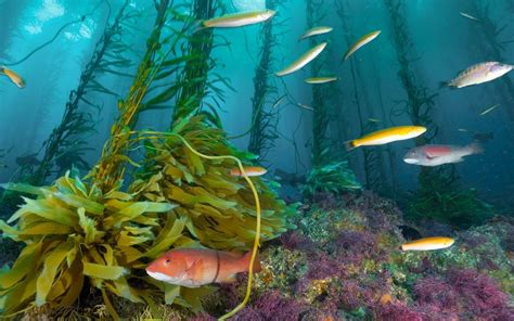 Algas en el fondo del mar :: Imágenes y fotos