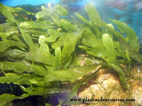 Algas marinas : Plantasdeacuarios.com, Especialistas en ...