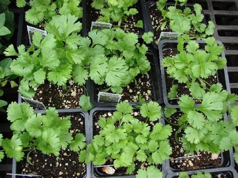 Algunas razones para cultivar cilantro   Plantas Medicinales