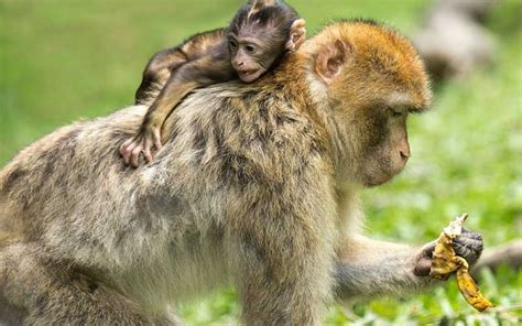 Alimentación de los monos   Información y Características ...