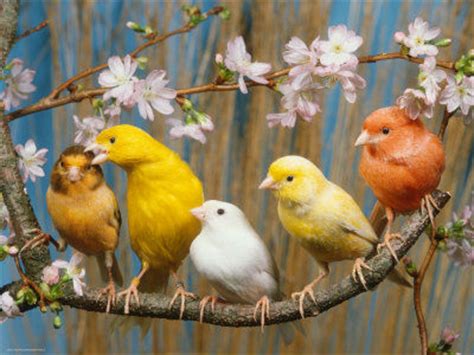 Alimentos no aptos para canarios   Pájaros | Mundo Animal