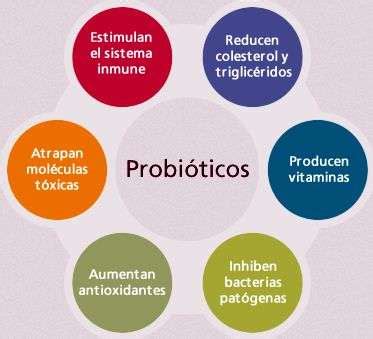 Alimentos probióticos  ?  Qué son y para qué sirven?