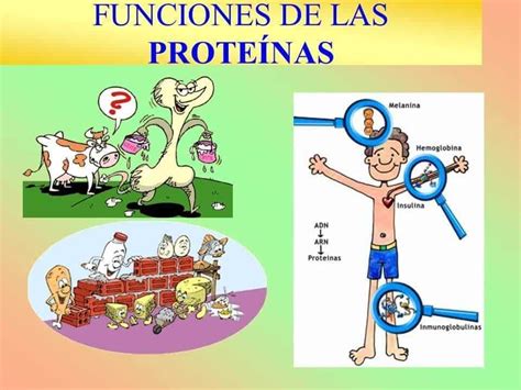 Alimentos ricos en proteínas, la lista definitiva