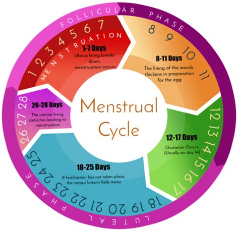 All About Menstruation: How does the menstrual cycle work ...