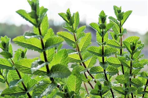 All About Mint: Spearmint vs Peppermint   I Love Gardening
