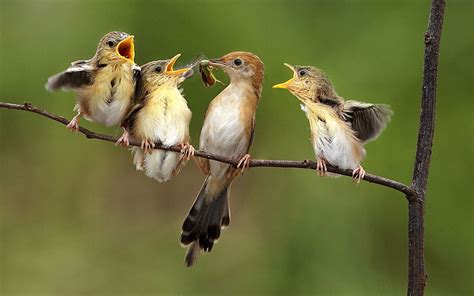 All Bird Singing A Song Picture   Images, Photos, Pictures