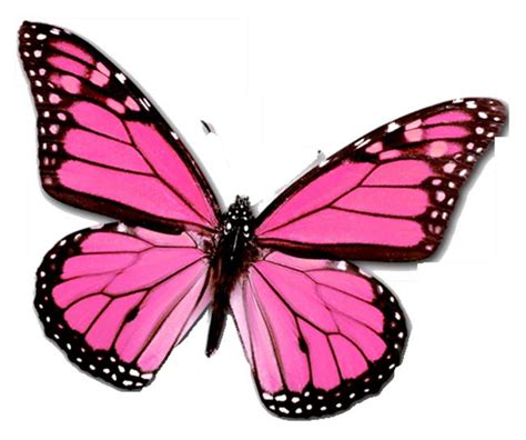 All images available here: pink butterfly,blue butterfly ...