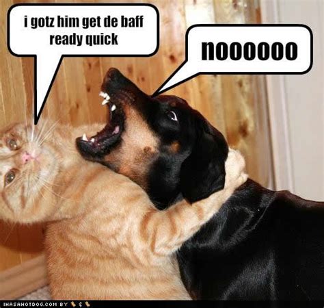 All photos gallery: Funny dogs and cats, funny cats hd ...