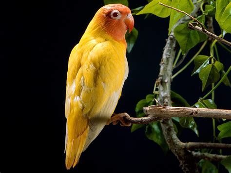 All Wallpapers: Yellow Parrots