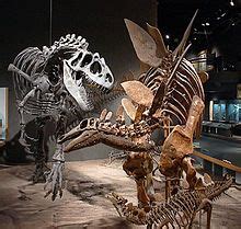 Allosaurus   Wikipedia, the free encyclopedia | Dinosaurs ...