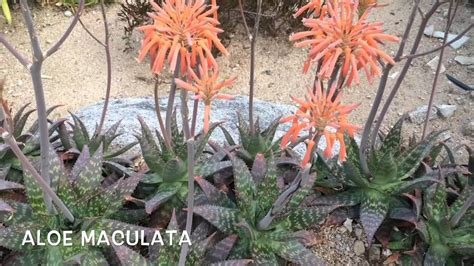 Aloe maculata. Garden Center online Costa Brava   Girona ...