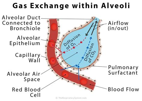 Alveoli Definition, Location, Anatomy, Function, Diagrams