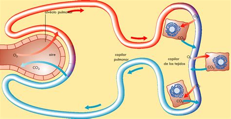 Alveolos | Química Clínica III Intercambio de gases